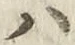 文字 ハ