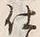 Chữ 仕