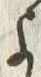 𡨸よ