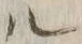 字ル