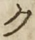 글자 ク