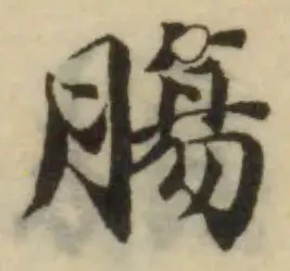 腸の位置