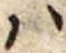 𛂞の位置