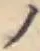 字ノ