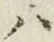 字ハ
