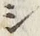 字シ