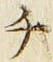 𡨸チ