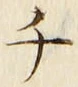 𡨸チ