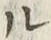 𡨸ル