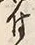 Character 付