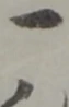 位置定マレル一