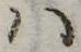 Đã định vị 𛂞