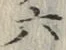글자 六