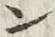“ン”字