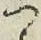 文字 つ