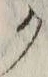 “ク”字