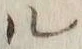 字ル