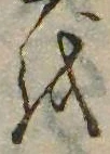 位置 確認된 𛄚
