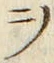 字ヲ
