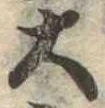 位置定マレル大
