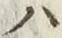 字ハ