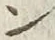 “ン”字
