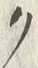 “ク”字