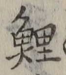 文字鯉