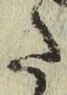 文字た