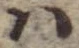 Đã định vị 𛂞