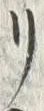 글자 リ