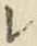 字レ
