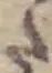 Đã định vị 𛁠