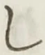 글자 し