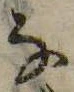 位置 確認된 𛂂