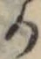位置定マレル𛀚