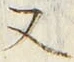 「又」字