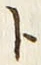 「ト」字