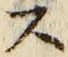 𡨸ス