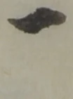 位置定マレル一