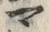 字マ