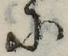 Đã định vị 𛂋