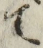 글자 て
