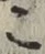 文字 こ