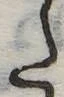 Đã định vị 𛁠