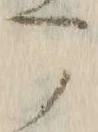 𡨸ノ