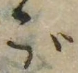 位置 確認된 ご