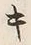 𡨸ス
