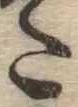 Đã định vị 𛁠