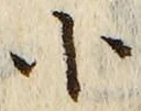 「小」字